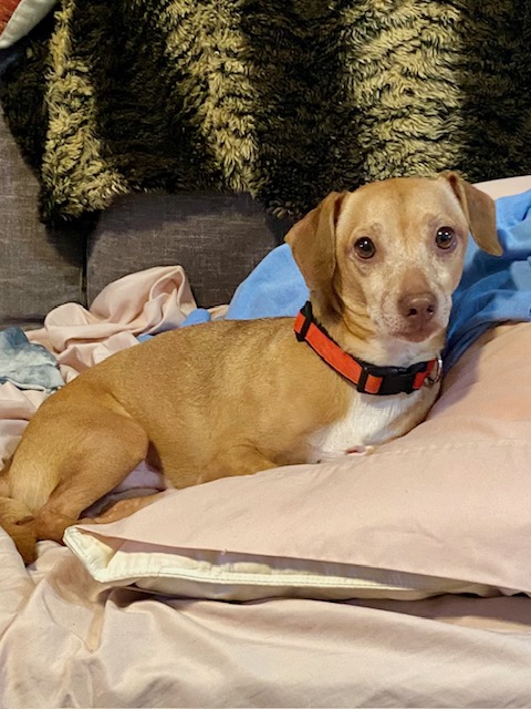 Louie sweet 4 yr old male dachshund mix