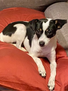Sophie sweet PUPPY